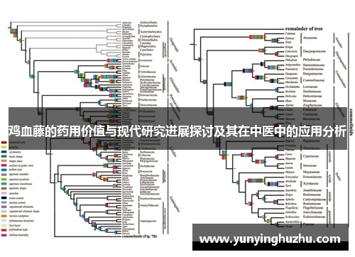 鸡血藤的药用价值与现代研究进展探讨及其在中医中的应用分析